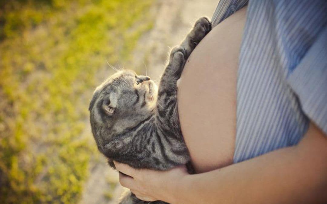 gatos en el embarazo toxoplasmosis