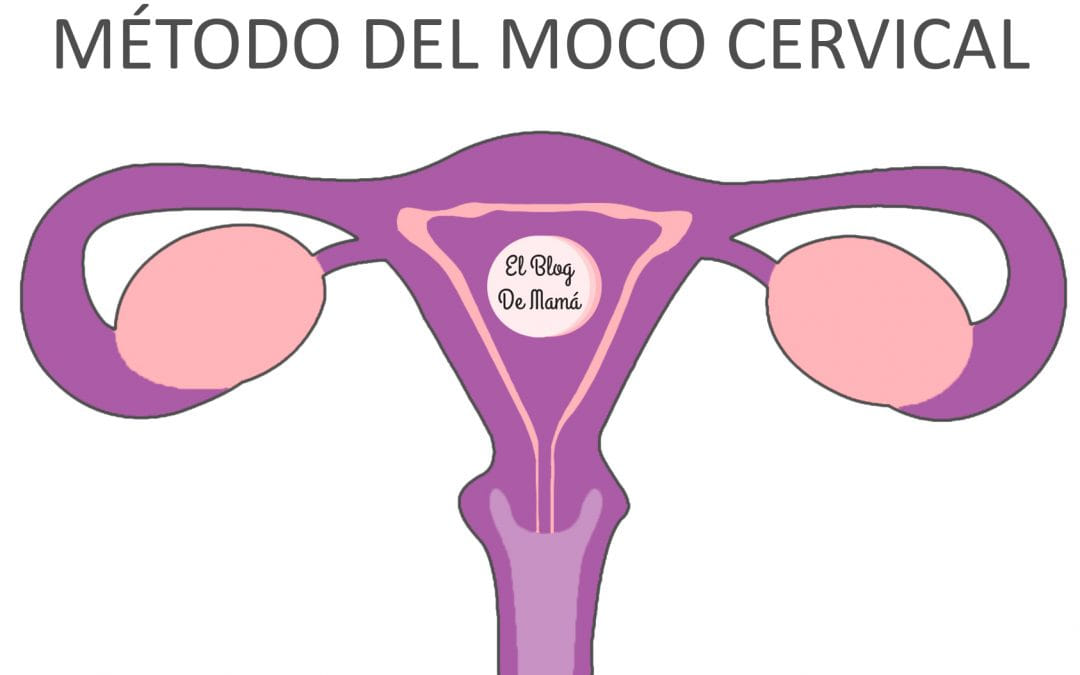 Periodo Fértil con el método del Moco Cervical