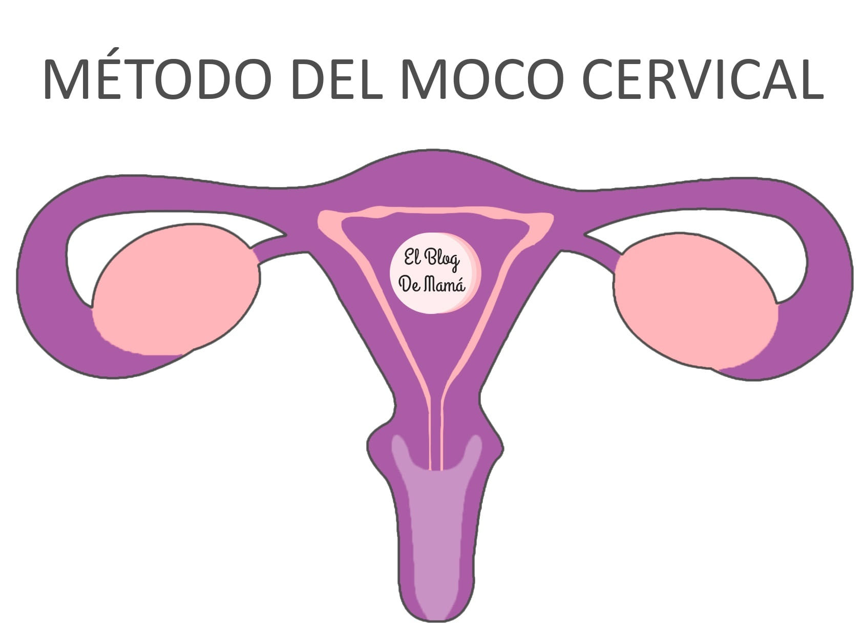 Periodo Fértil con el método del Moco Cervical » Fertilidad