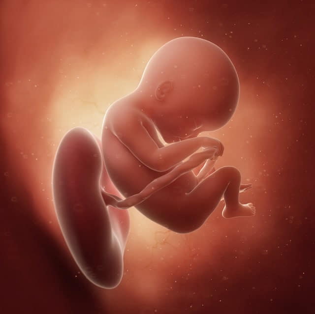 Semana 18 de embarazo » Segundo trimestre » El Blog De Mamá
