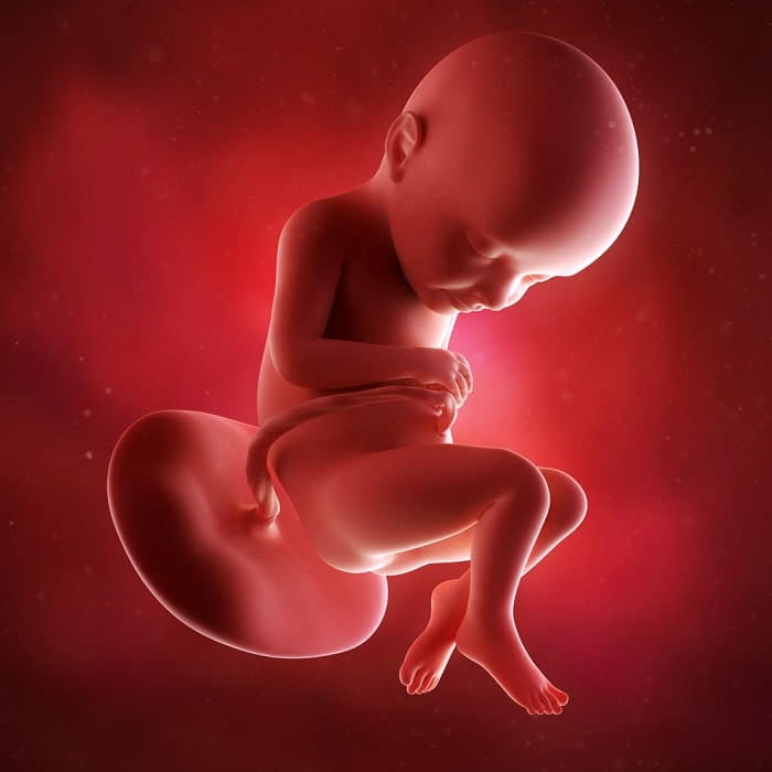 semana 32 de embarazo feto